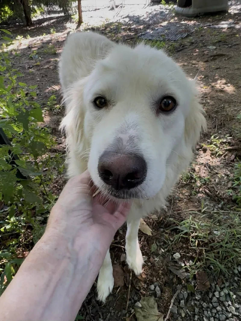 An adult medium-sized female Great Pyrenees dog named Sasha for adoption in Thomasville, NC
