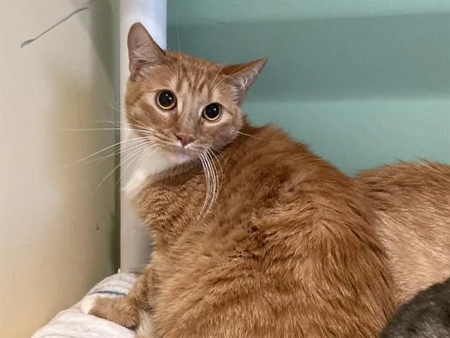 An adult small-sized male Domestic Short Hair cat named Joshua for adoption in Tustin, CA