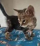 Turquoise .. thumbnail 2