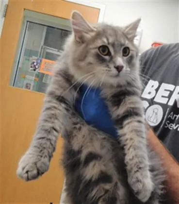 A young small-sized male Domestic Medium Hair cat named Link for adoption in Albuquerque, NM
