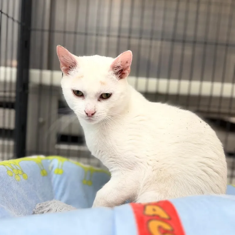 A senior medium-sized female Domestic Short Hair cat named Lorain for adoption in Portage, MI