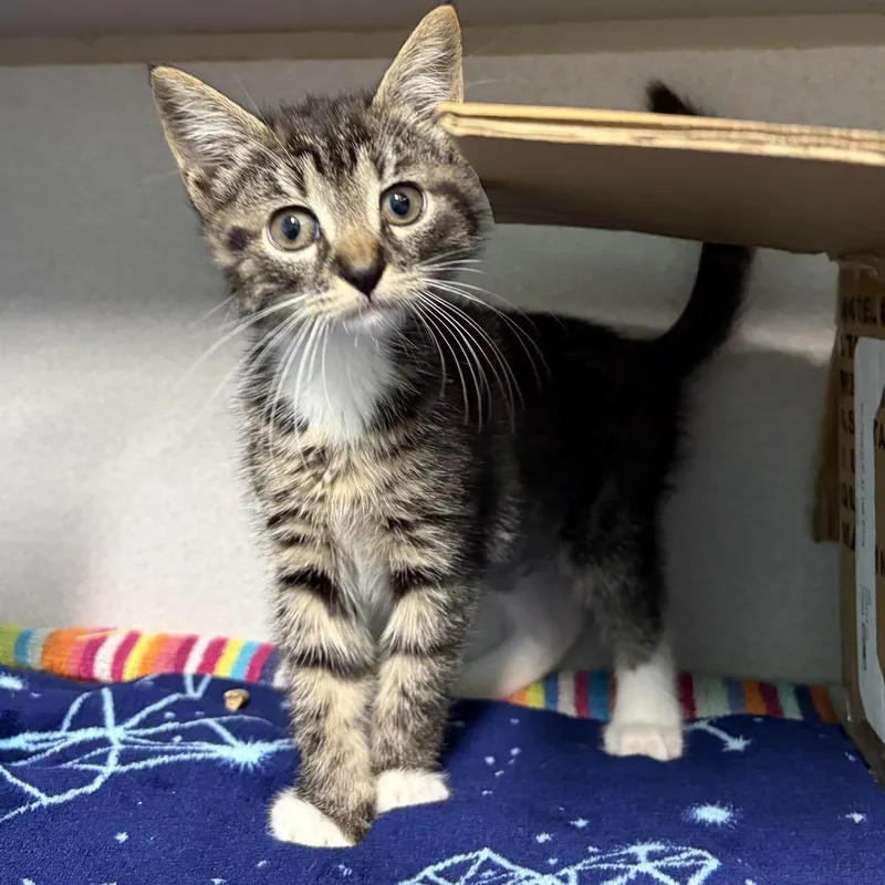A baby small-sized female Brown / Chocolate Domestic Short Hair cat named Cumulus for adoption in Newark, NJ