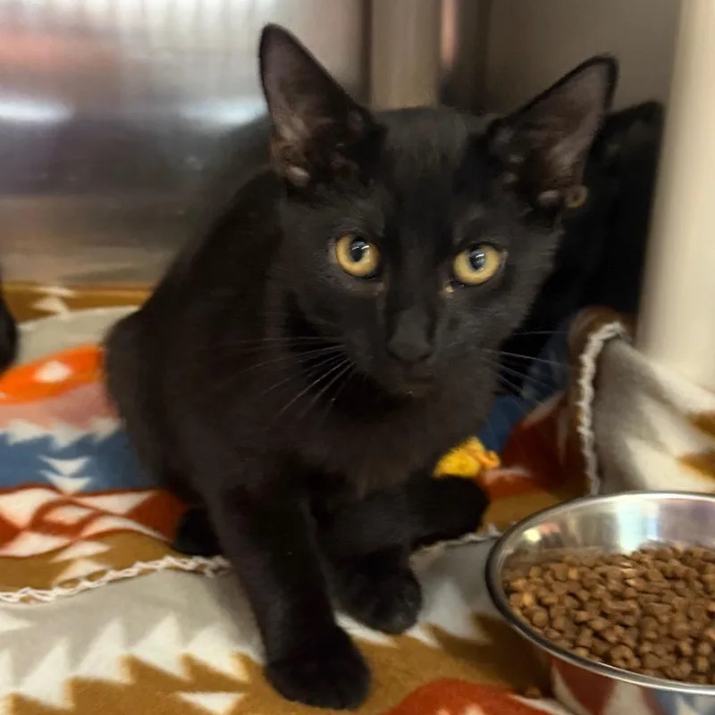 A baby small-sized male Domestic Short Hair cat named Pennhurst Asylum for adoption in Wilmington, DE