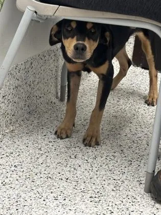 An adult medium-sized male Mixed Breed dog named Rat for adoption in Atlanta, GA