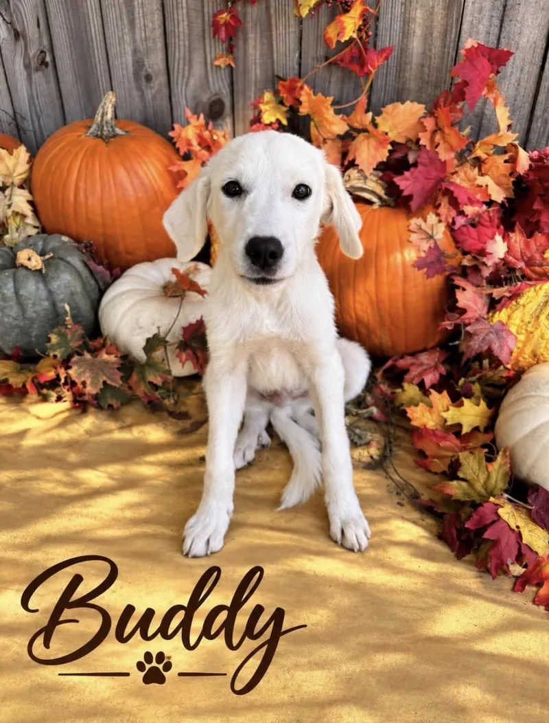 A young large-sized male Great Pyrenees dog named Buddy for adoption in University Place, WA