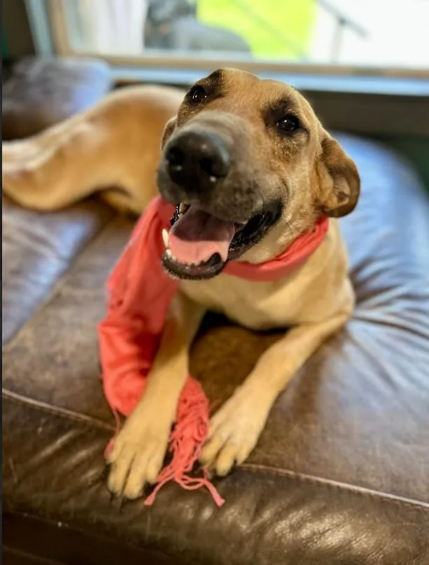 An adult large-sized female Yellow / Tan / Blond / Fawn Great Dane dog named Juno for adoption in Joppa, AL
