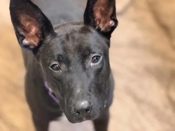 An adult large-sized male Shepherd dog named Cabo for adoption in San Diego, CA