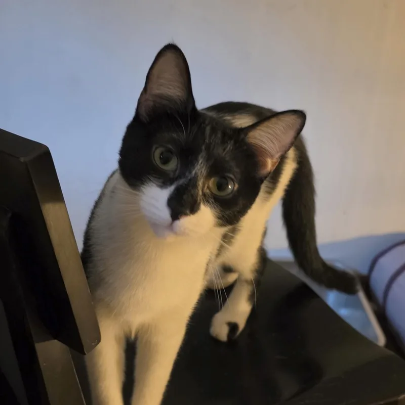 A young medium-sized male Domestic Short Hair cat named Domino for adoption in Canton, CT