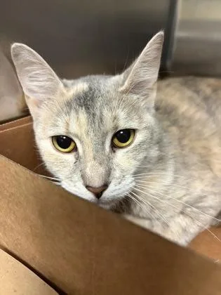 An adult small-sized female Domestic Short Hair cat named Pebbles for adoption in West Chester, PA