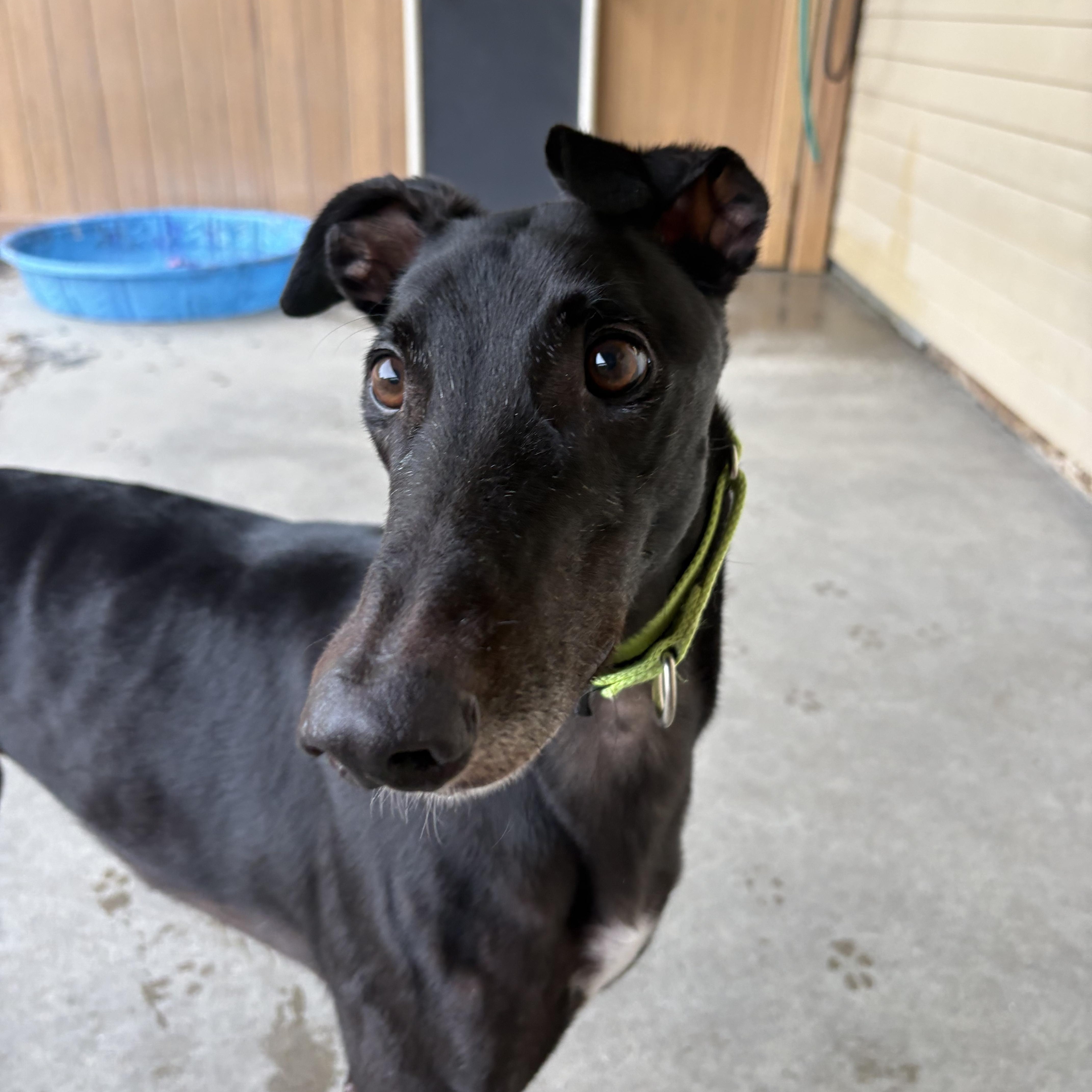 An adult large-sized male Black Greyhound dog named Squiggles for adoption in Swanzey, NH