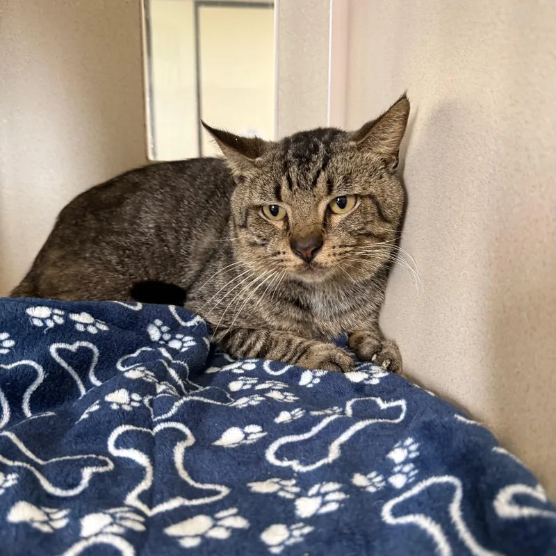 An adult medium-sized male Brown / Chocolate Domestic Short Hair cat named Cornelius for adoption in Houston, TX