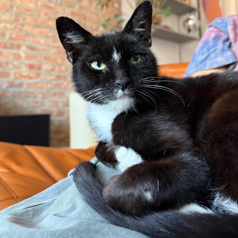 An adult medium-sized male Black & White / Tuxedo Domestic Short Hair cat named Hansel for adoption in Brooklyn, NY