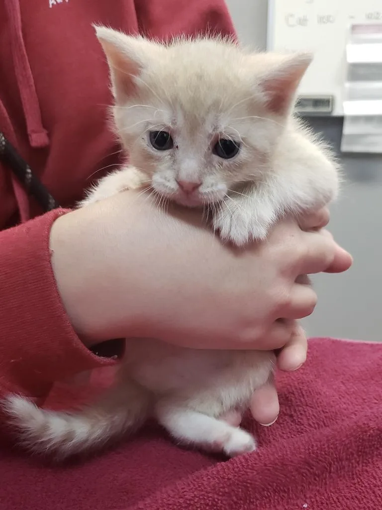 An adult medium-sized male Domestic Short Hair cat named Texas Pete for adoption in Burnsville, NC