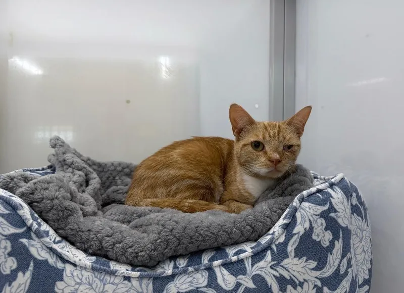 A young medium-sized female Domestic Short Hair cat named Coralina for adoption in Raleigh, NC