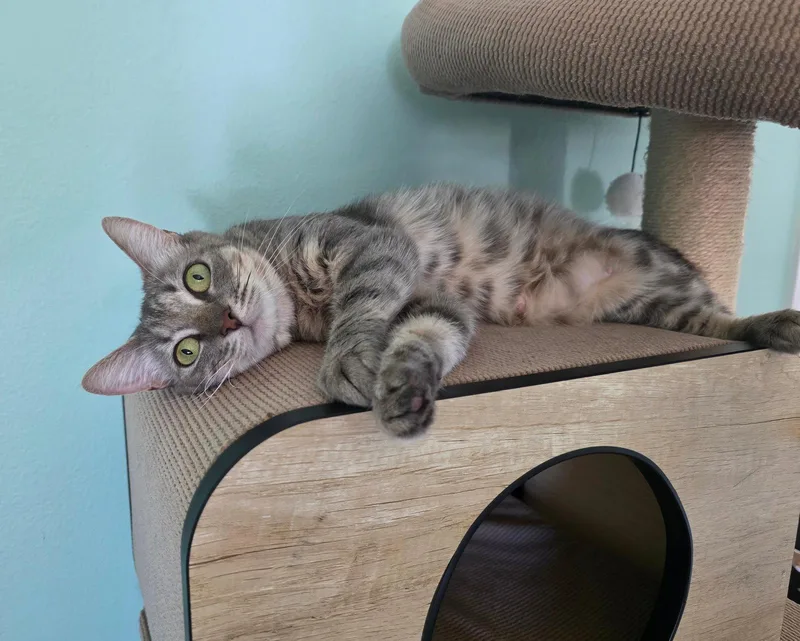 An adult small-sized female Domestic Short Hair cat named Dorito for adoption in Mission Viejo, CA