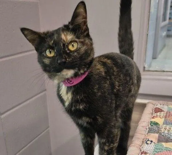 A young medium-sized female Domestic Short Hair cat named Callie for adoption in Stratham, NH