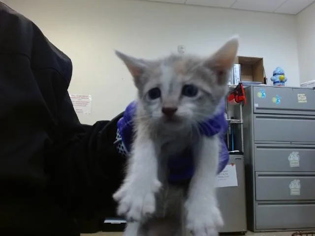 A baby small-sized female Domestic Short Hair cat named Sparkle for adoption in Miami, FL