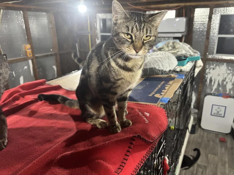 An adult small-sized female Brown / Chocolate Domestic Short Hair cat named Marbles for adoption in Mooresville, NC