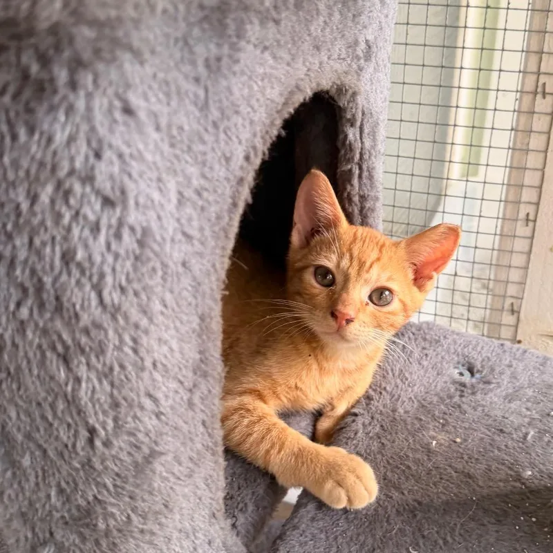 A baby small-sized male Domestic Short Hair cat named Nacho for adoption in Volcano, HI