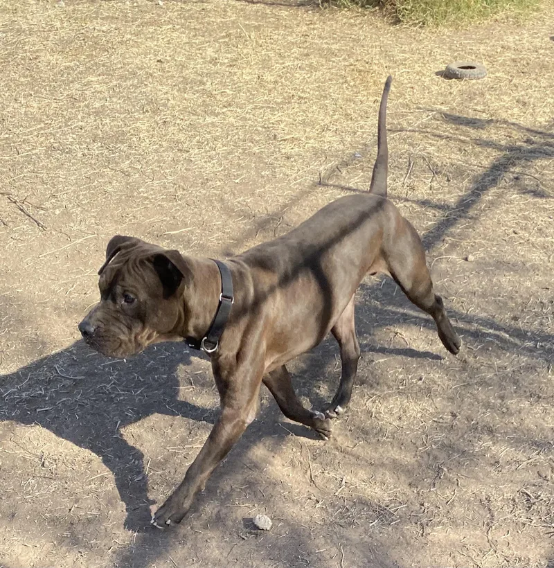 A young medium-sized male Brown / Chocolate Pit Bull Terrier dog named Leroy for adoption in Phoenix, AZ