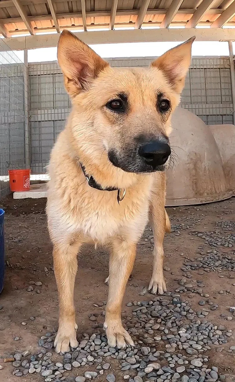 An adult medium-sized female Shepherd dog named Gracie Lou for adoption in Queen Creek, AZ