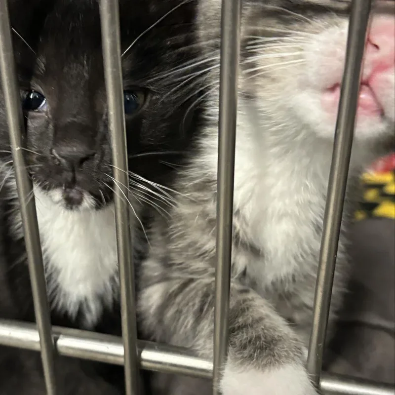 A baby small-sized female Black Domestic Short Hair cat named Key Largo for adoption in Baltimore, MD