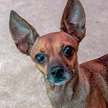 An adult small-sized female Brown / Chocolate Miniature Pinscher dog named Bella for adoption in Phoenix, AZ
