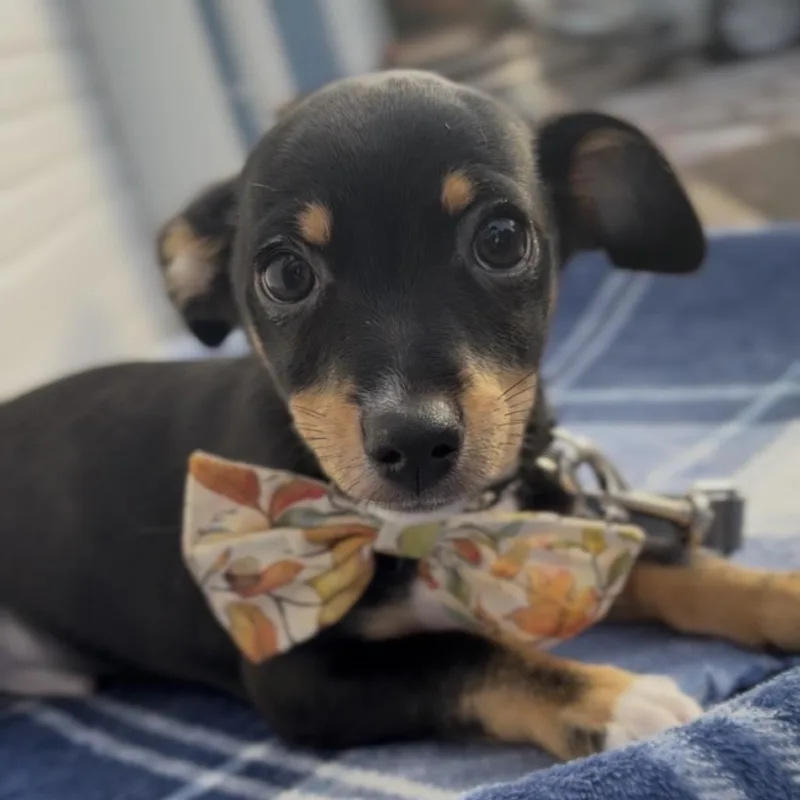 A baby small-sized male Chihuahua dog named Luigi for adoption in Newberg, OR