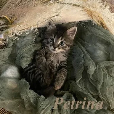 Petrinka