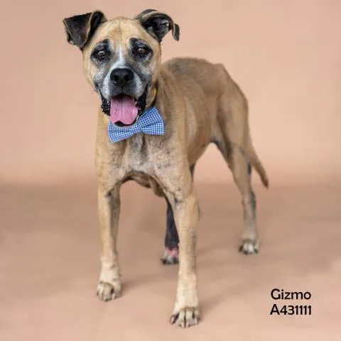 An adult medium-sized male Boxer dog named Gizmo for adoption in Conroe, TX