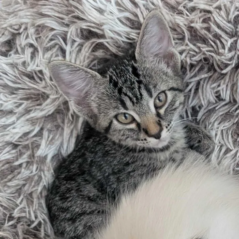 A baby small-sized female Brown / Chocolate Domestic Short Hair cat named Elsa for adoption in Commerce City, CO