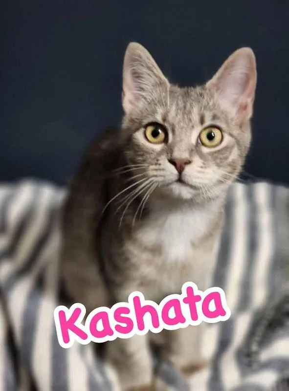 A young medium-sized female Tabby (Gray / Blue / Silver) Domestic Short Hair cat named Kashata for adoption in Johnson City, TN