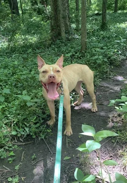 An adult large-sized female Yellow / Tan / Blond / Fawn Pit Bull Terrier dog named Bulma for adoption in Kansas City, MO