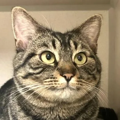 A young small-sized male Domestic Short Hair cat named Briosca for adoption in Burlington, WA