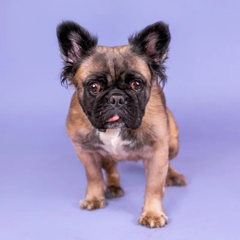 Glizzy Izzy thumbnail 3