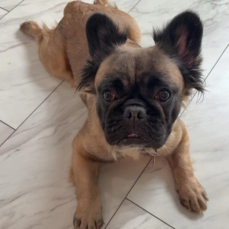 Glizzy Izzy thumbnail 6