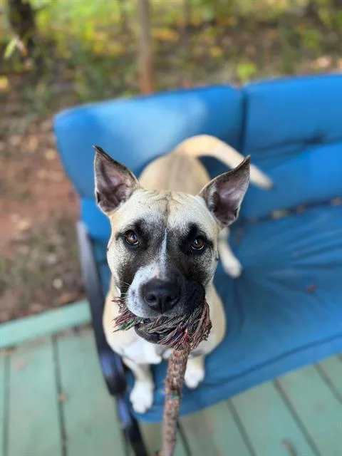 An adult large-sized female Mixed Breed dog named Polly for adoption in Charlotte, NC