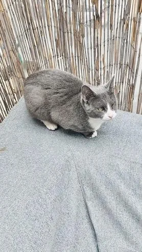 A young medium-sized female Gray / Blue / Silver Domestic Short Hair cat named Lapis for adoption in New York, NY