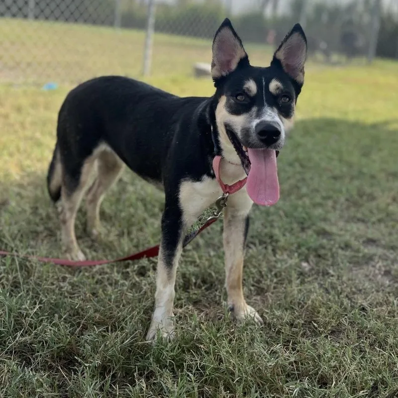 Barbacoa thumbnail 2