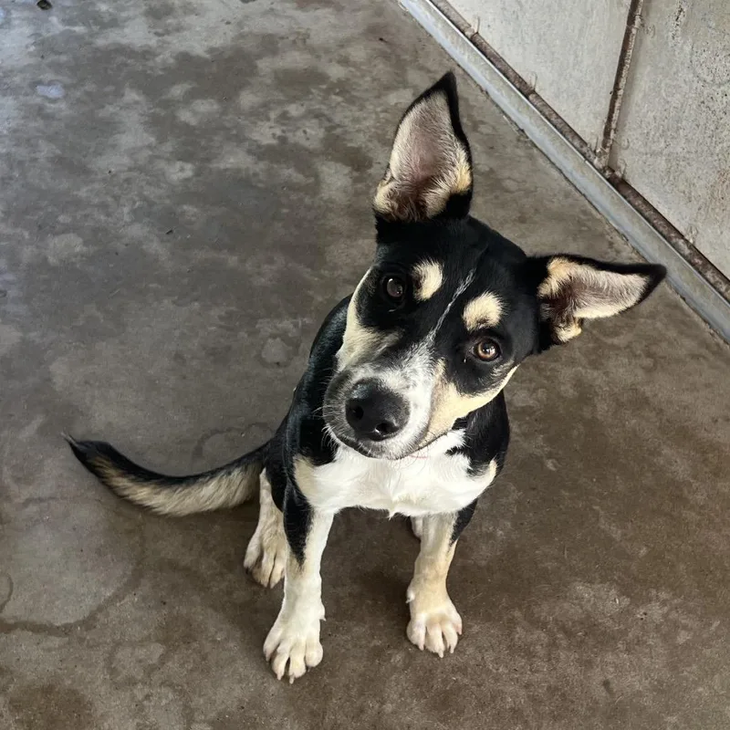 Barbacoa thumbnail 3