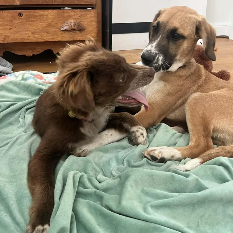 Copperhead thumbnail 2