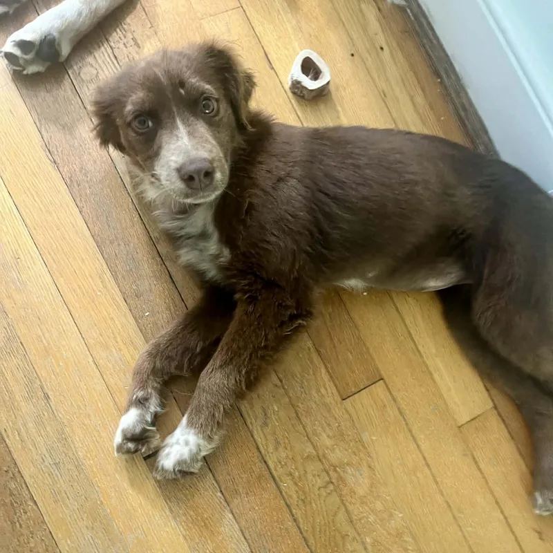 Copperhead thumbnail 3