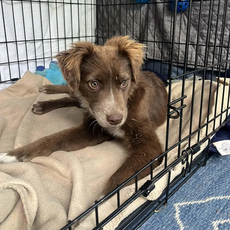 Copperhead thumbnail 4