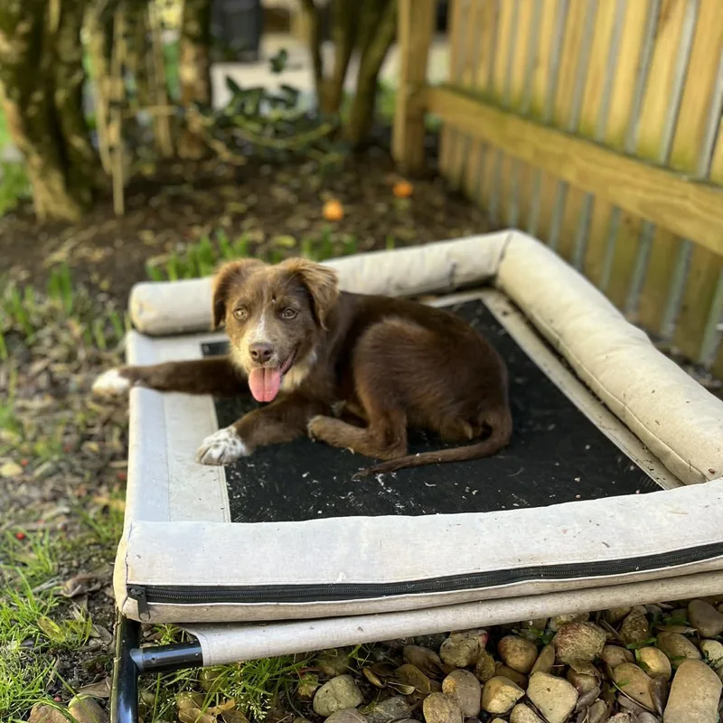 Copperhead thumbnail 5