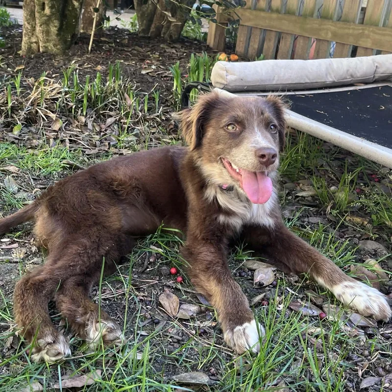 Copperhead thumbnail 6