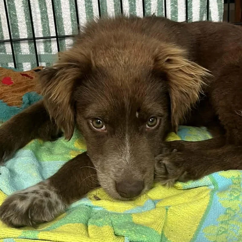 A baby medium-sized female Brown / Chocolate Australian Shepherd dog named Copperhead for adoption in Richmond, VA