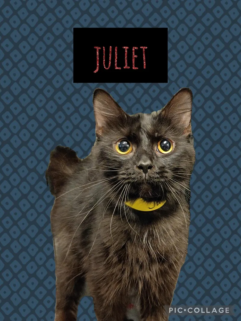 A young medium-sized female Domestic Long Hair cat named Juliet for adoption in Muncie, IN