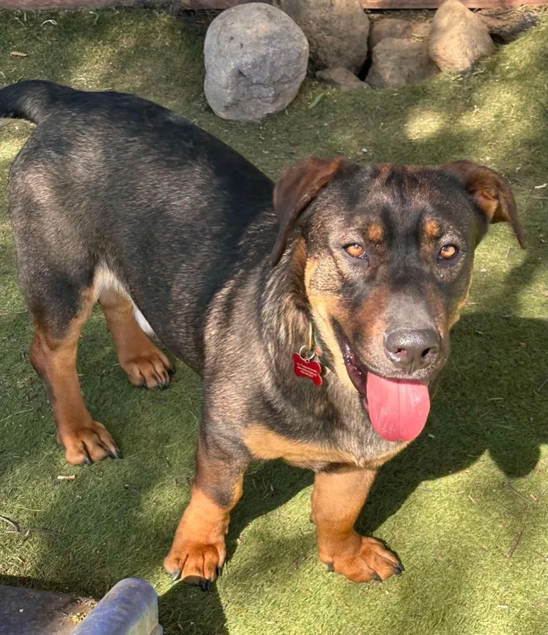 Manchego thumbnail 2