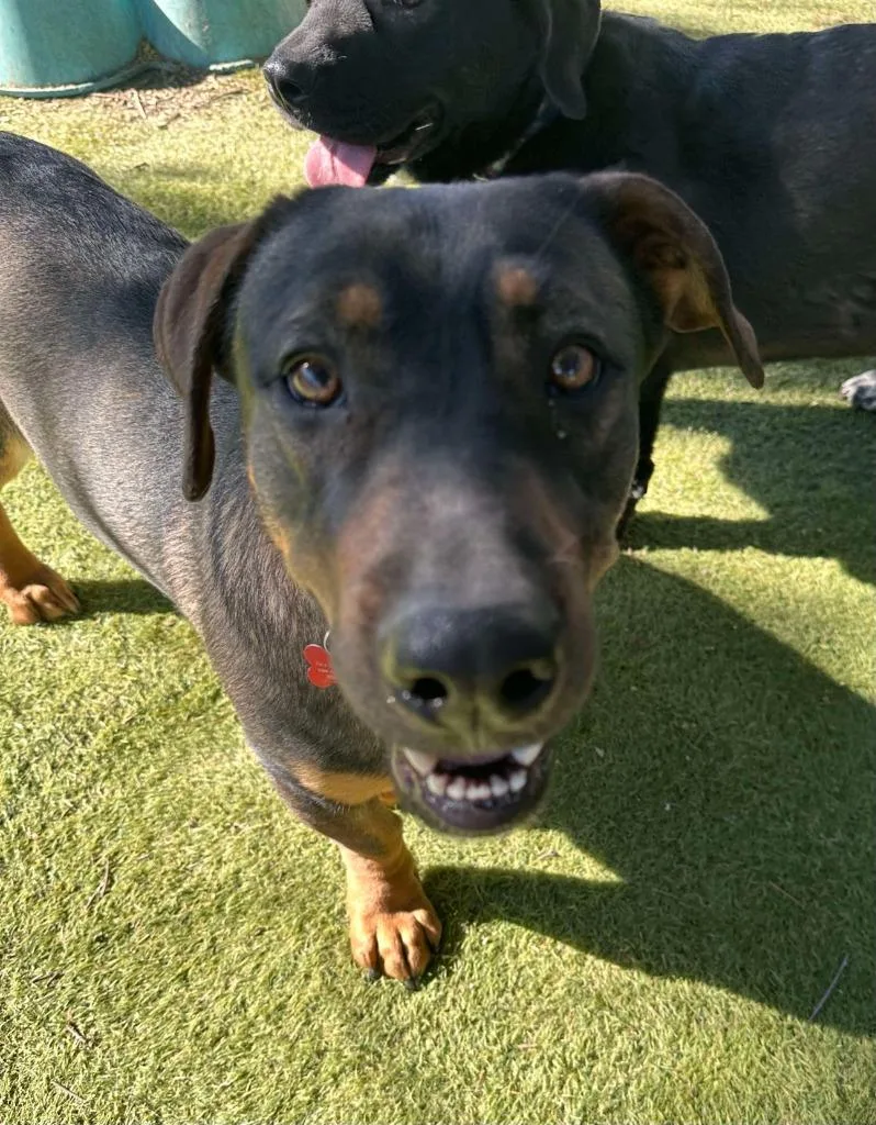 Manchego thumbnail 4