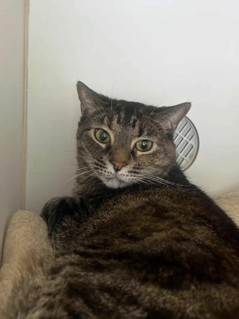 An adult medium-sized female Domestic Short Hair cat named Dolja for adoption in Reisterstown, MD